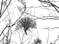 no. 14 single tree